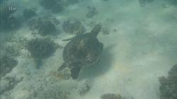 Ningaloo Coast