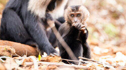 Ravi the Lion-tailed Macaque