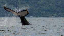 Humpback Birth of a Giant