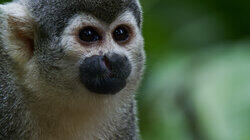 Squirrel Monkey Island