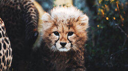 Usana the Cheetah Cub