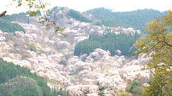 Yoshino, Nara: Awash in Pink Petals