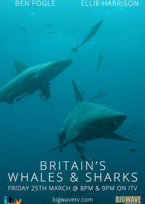 Britain's Whales and Sharks