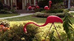 Pink Flamingos