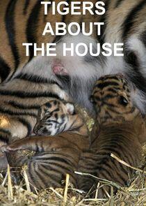 Tigers About the House