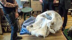 Elephant Skull in the Room