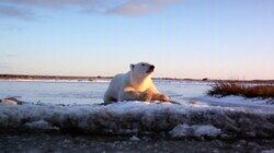 Wonders of the Arctic