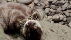 Otter Under the Weather