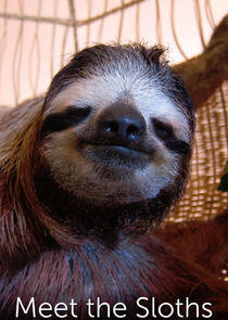 Meet the Sloths