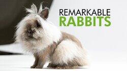 Remarkable Rabbits