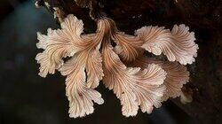 The Kingdom: How Fungi Made Our World