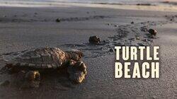 Turtle Beach