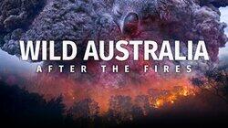 Wild Australia: After the Fires