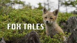 Fox Tales