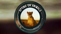 Spying on Animals