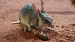 Don't Bilby a Stranger