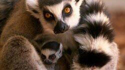 Lemur Me Alone!