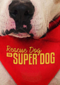 Rescue Dog to Super Dog