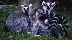 Lemurs