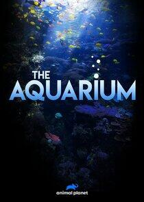 The Aquarium