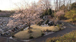 Jumokuso: Resting Beneath a Cherry Tree