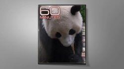 Joe Biden | The Emerald Triangle | Giant Panda