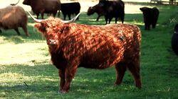 Beef Cattle