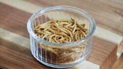 Edible Insects