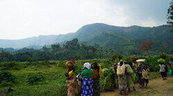 Cannabis in Congo