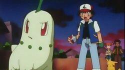 Chikorita's Big Upset