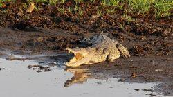 Wild Kakadu