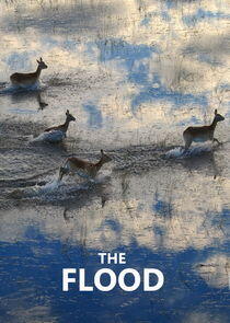 The Flood