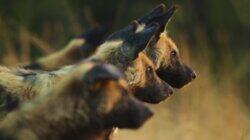 Bostwana Wild Dogs