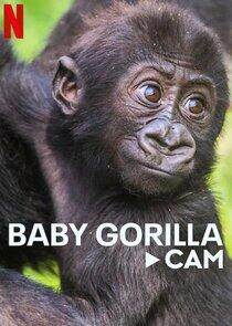 Baby Gorilla Cam