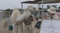 Mustangs and Camels