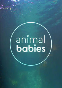 Animal Babies - Season 1