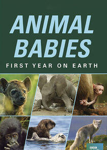 Animal Babies: First Year on Earth - Season 1