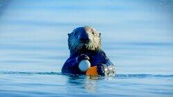 Andy and the Sea Otters