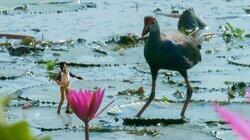 Andy and the Purple Swamphen