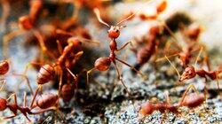 Deadly Ants