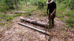 Supersized Deadfall Trap