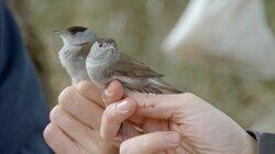 The Blackcap Warbler