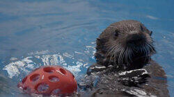 Sea Otter Summer Camp