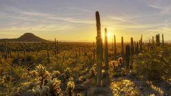 Saguaro