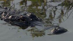 Everglades