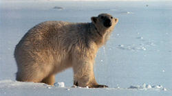 Devon Island: Land of Ice