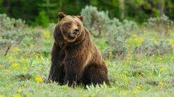 Grizzly 399: Queen of the Tetons