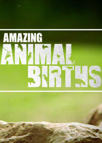 Amazing Animal Births - Season 1