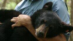 The Black Bear Catcher