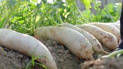 Preserved Radish